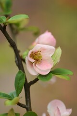 Japanese quince ( Chaenomeles speciosa ) flowers.
Rosaceae deciduous shrub. Red, pink, or white flowers bloom from March to April, and the fruits are used for crude drugs and fruit wine.