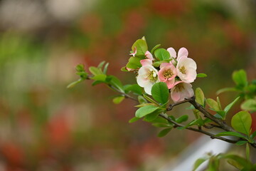 Japanese quince ( Chaenomeles speciosa ) flowers.
Rosaceae deciduous shrub. Red, pink, or white flowers bloom from March to April, and the fruits are used for crude drugs and fruit wine.