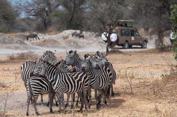 Group of wild zebras together, protecting each other, with an off-road safari vehicle and other animals in the background in Tarangire National Park (Tanzania) © Fuentes RAW