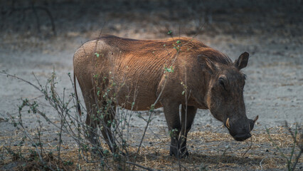Wild warthog (phacochoerus) in Taranguire National Park, Tanzania, Africa.
