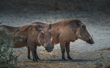 Fototapeta premium Two wild warthogs (phacochoerus) in Taranguire National Park, Tanzania, Africa.