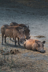 Three wild warthogs (phacochoerus) in Taranguire National Park, Tanzania, Africa.