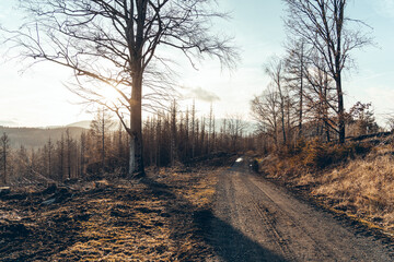 Wanderpfad im Harz bei Sonnenuntergang