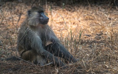 Detail of the head of a wild baboon monkey in Africa