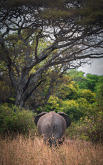 Rear view of a wild elephant strolling among trees and shrubs in Taranguire National Park,...