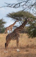 Two wild giraffes in parallel eating on the Serengeti savannah plain, Tanzania, Africa