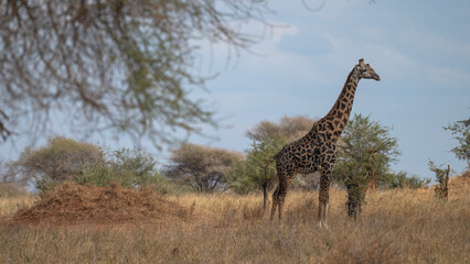 Wild giraffe standing on the Serengeti savannah plain, Tanzania, Africa