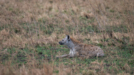 Wild hyena hunting, camouflaged in the undergrowth in Serengeti, Tanzania, Africa
