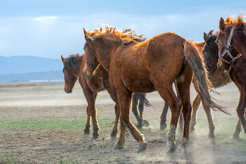 Naklejka premium Wild horses (aka Yılkı Atları) are running to freedom. Taken near Hürmetci Village, between Cappadocia and Kayseri, Turkey.