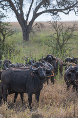 Close African buffalo herd in Ngorongoro Crater Plain, Tanzania, Africa.