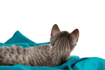 gray tabby cat lying on turquoise blanket with back to photo and looking up at white background as...