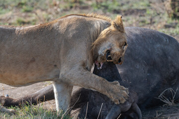 Naklejka na ściany i meble Detail of wild lion biting and eating prey in the foreground. Serengeti savannah, Tanzania, Africa.