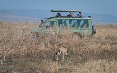Isolated cheetah with an off-road safari vehicle and in the background in Serengeti National Park...