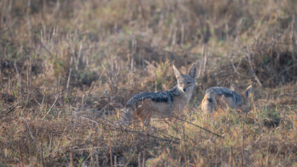 Two wild jackals from Ngorongoro National Park, Tanzania, Africa
