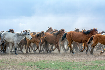 Naklejka na ściany i meble Wild horses (aka Yılkı Atları) are running to freedom. Taken near Hürmetci Village, between Cappadocia and Kayseri, Turkey.