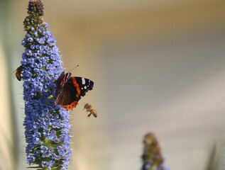 butterfly on flower