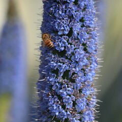 bee on flower