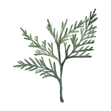 Twig Thuja occidentalis. Garden evergreen bush, Medicinal plant. Hand drawn watercolor botanical illustration