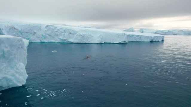 Two Humpback Whales (Megaptera novaeangliae) from the air (Aerial view) swimming and spraying in the middle of icebergs in the Arctic Ocean, Ilulissat Icefjord, Unesco World Heritage Site, Greenland