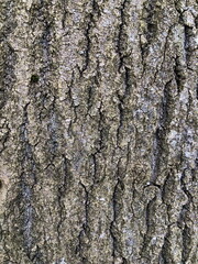tough cracked relief tree bark, texture, abstract background