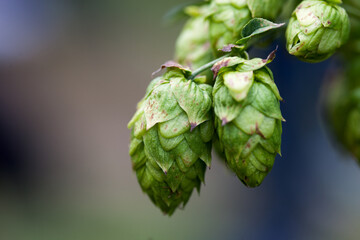 Gros plan d'une plante de houblon pour la fabrication ou fermentation de bière avec un fond flouté
