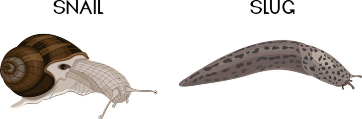 Types of gastropod molluscs: snail and slug. Educational material for biology lesson