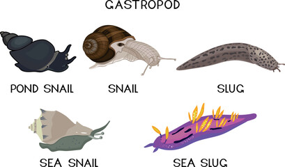 Types of gastropod molluscs: land snail, pond snail, sea snail, slug and sea slug. Educational material for biology lesson - obrazy, fototapety, plakaty