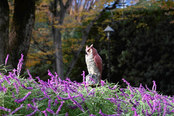 Travel to Japan. All colors are red.