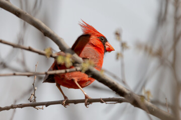Red Northern Cardinal