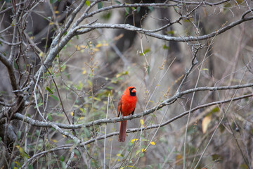 Red Northern Cardinal