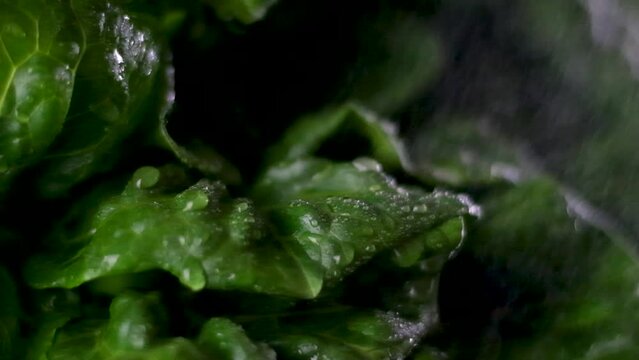 Chlorophyll extract is poured in pure water in glass against a white grey background and Micro greens or sprouts of raw live sprouting vegetables sprout from organic plant seeds. Growing