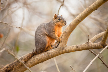 Squirrel