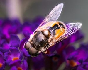 Large Common Drone Hover Fly (Syrphidae, Eristalis tenax) feeding on purple butterfly bush flowers, dorsal view. Long Island, New York.