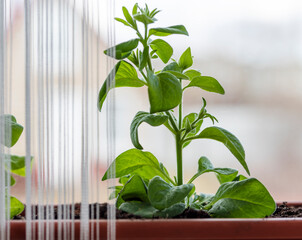 young shoots of a domestic plant on the background of a window