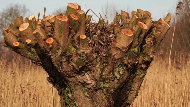 A pollard willow in a swamp