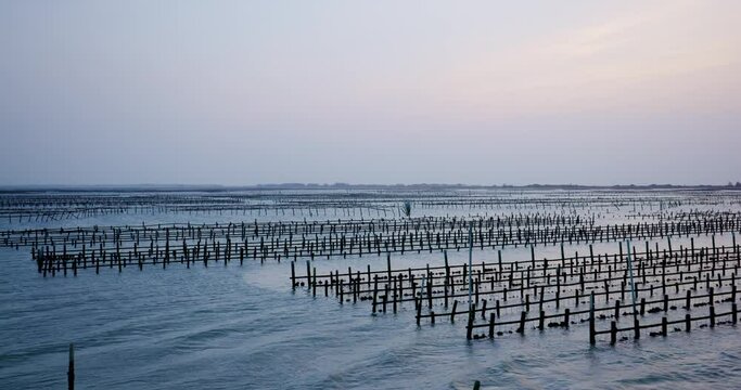 Oyster farm in the sea at sunset time