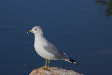 Seagull at the pond