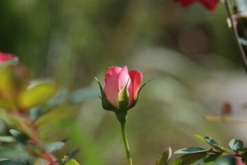 red rose bud