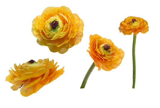 yellow flowers in different angles on an isolated white background
