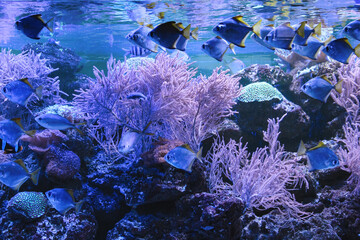 Fototapeta na wymiar Different tropical fish on a coral reef i