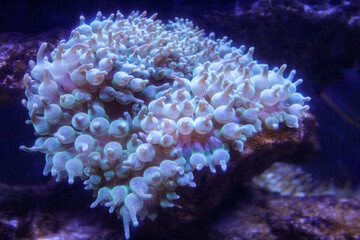 Green bubble-tip anemone