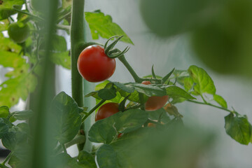 ripe and unripe red tomatoes on a blurred background of lush greenery on a sunny day. Closeup