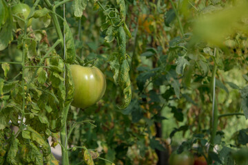 unripe tomatoes in the organic greenhouse, Shallow depth of field