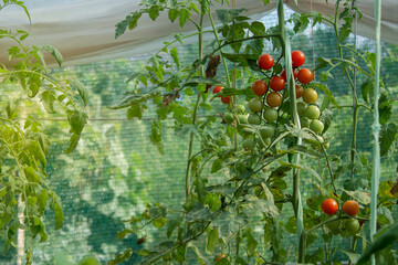ripe and unripe red cherry tomatoes in the organic garden on a blurred background on a sunny day. Eco-friendly natural products, Rich harvest, Shallow depth of field