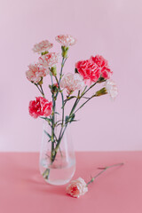 Beautiful pink Carnation flowers in a vase on a pink pastel background.