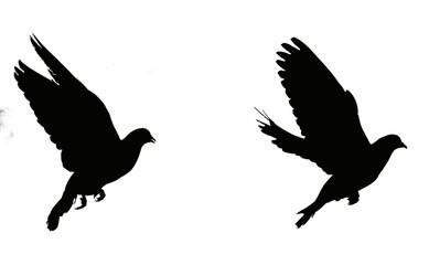 pigeon silhouette vector, set of birds silhouettes, black and white,