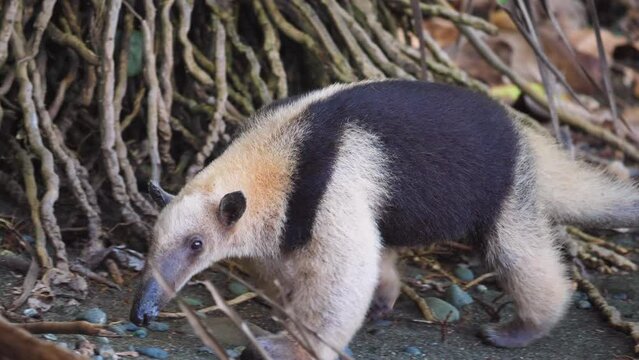 Northern tamandua on a beach
