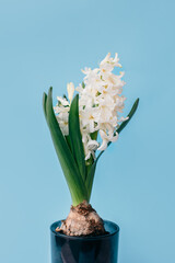 Beautiful white Hyacinth flower on a light blue background.