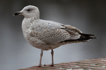 seagull on a jetty