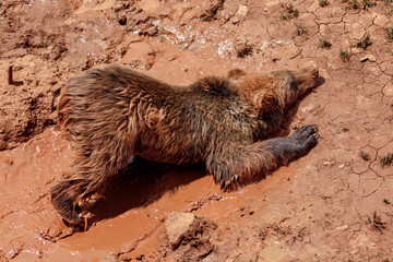 Brown bear enjoying a mud bath. Summer concept and fun